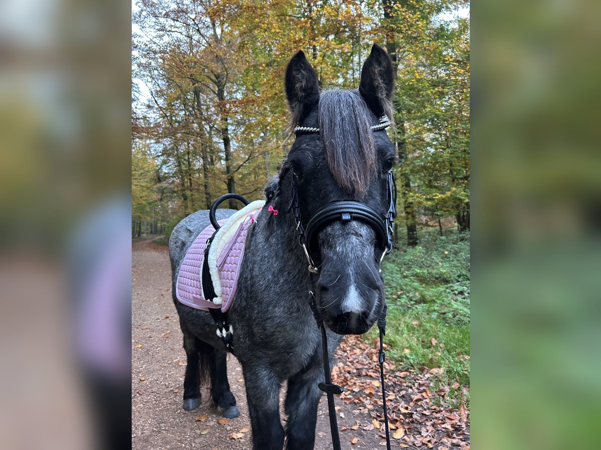 Cavallo sportivo irlandese Mix Giumenta 5 Anni 118 cm in Idstein