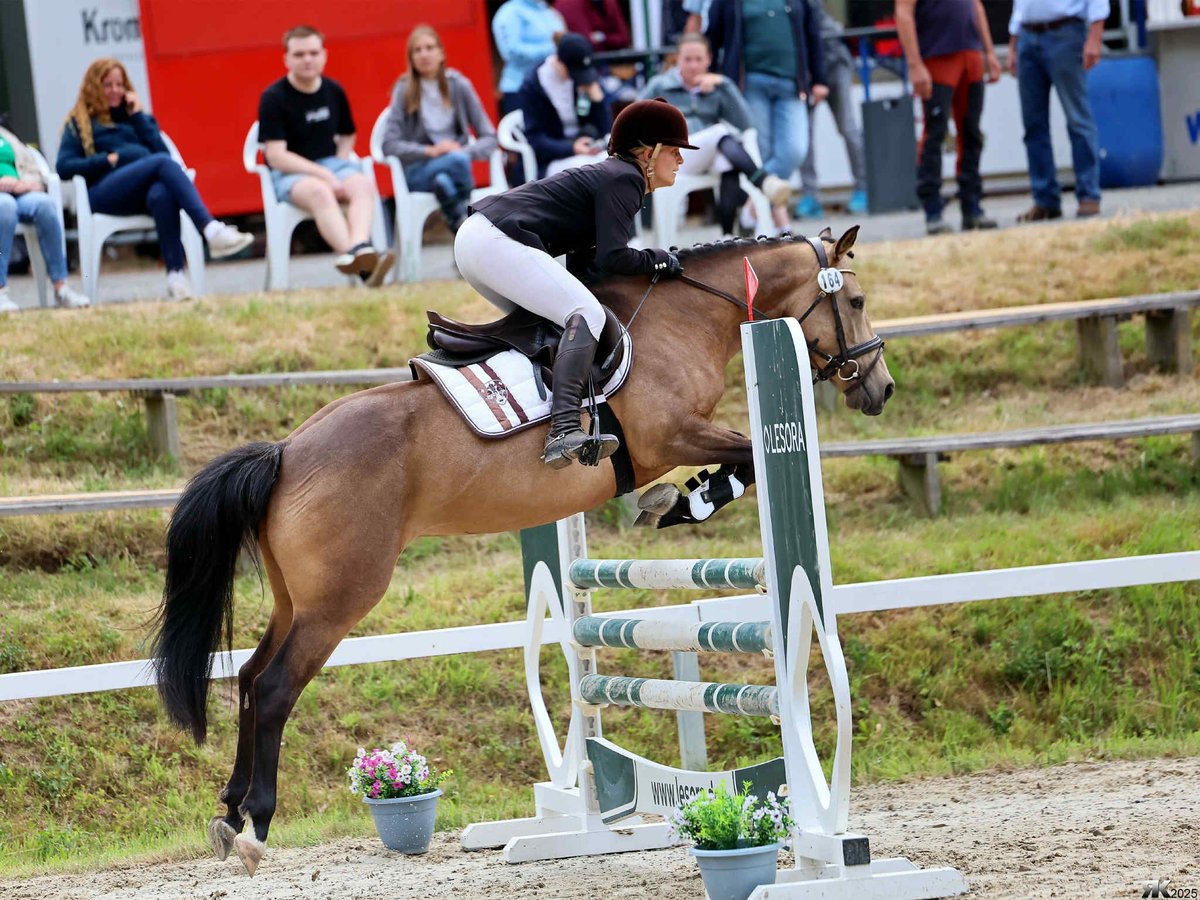 Cavallo sportivo irlandese Giumenta 5 Anni 146 cm Falbo in Bad Gandersheim