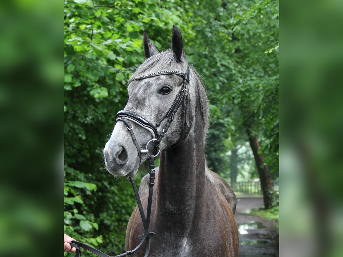 Cavallo sportivo irlandese Giumenta 5 Anni 162 cm Grigio ferro in Nettetal