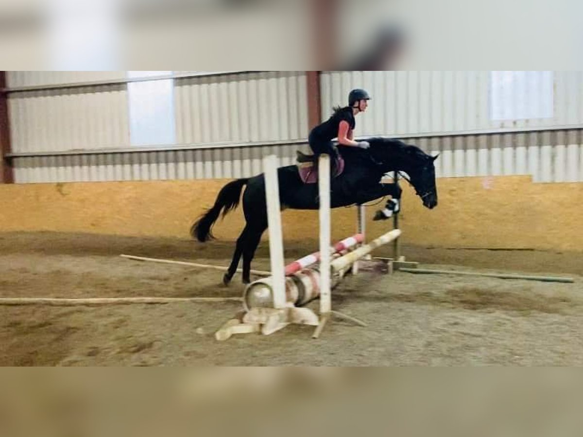 Cavallo sportivo irlandese Giumenta 5 Anni 165 cm Baio in Sligo