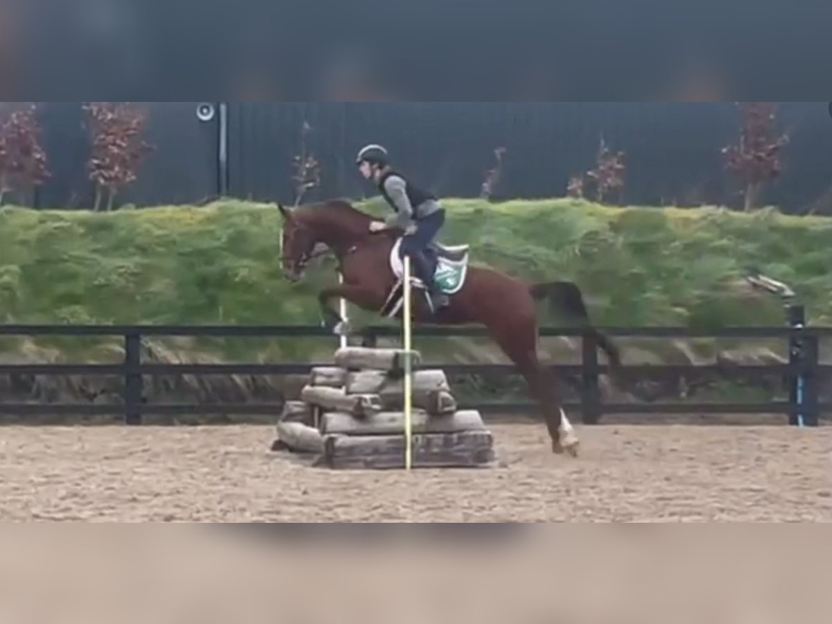 Cavallo sportivo irlandese Giumenta 5 Anni 166 cm Sauro in coolrain