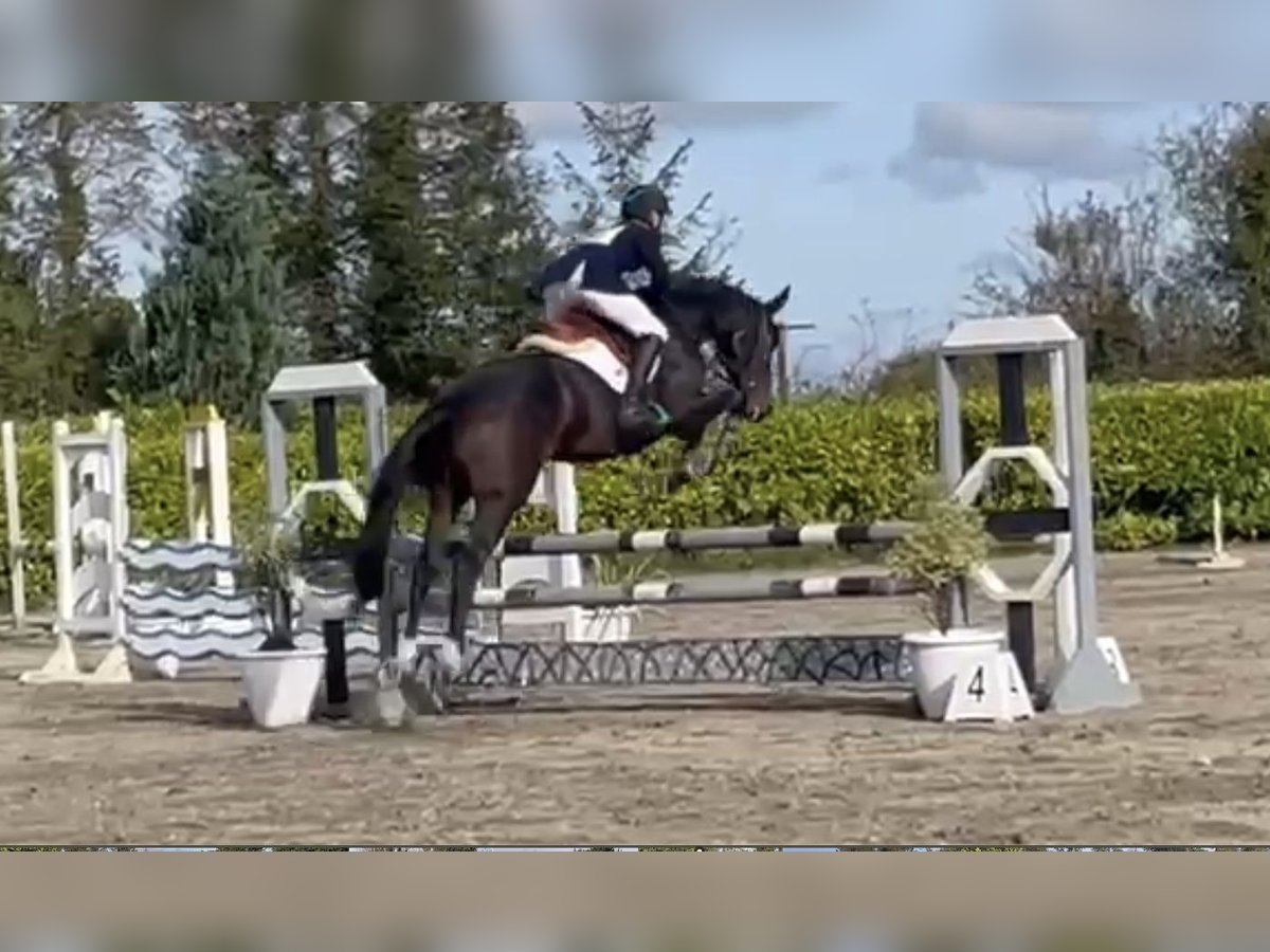 Cavallo sportivo irlandese Giumenta 5 Anni 167 cm Baio in Coolrain