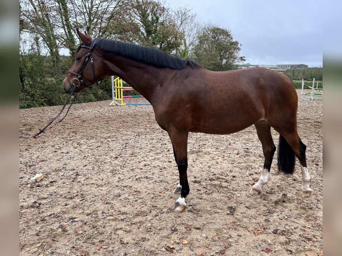 Cavallo sportivo irlandese Giumenta 6 Anni 164 cm Baio ciliegia in Ramsgrange