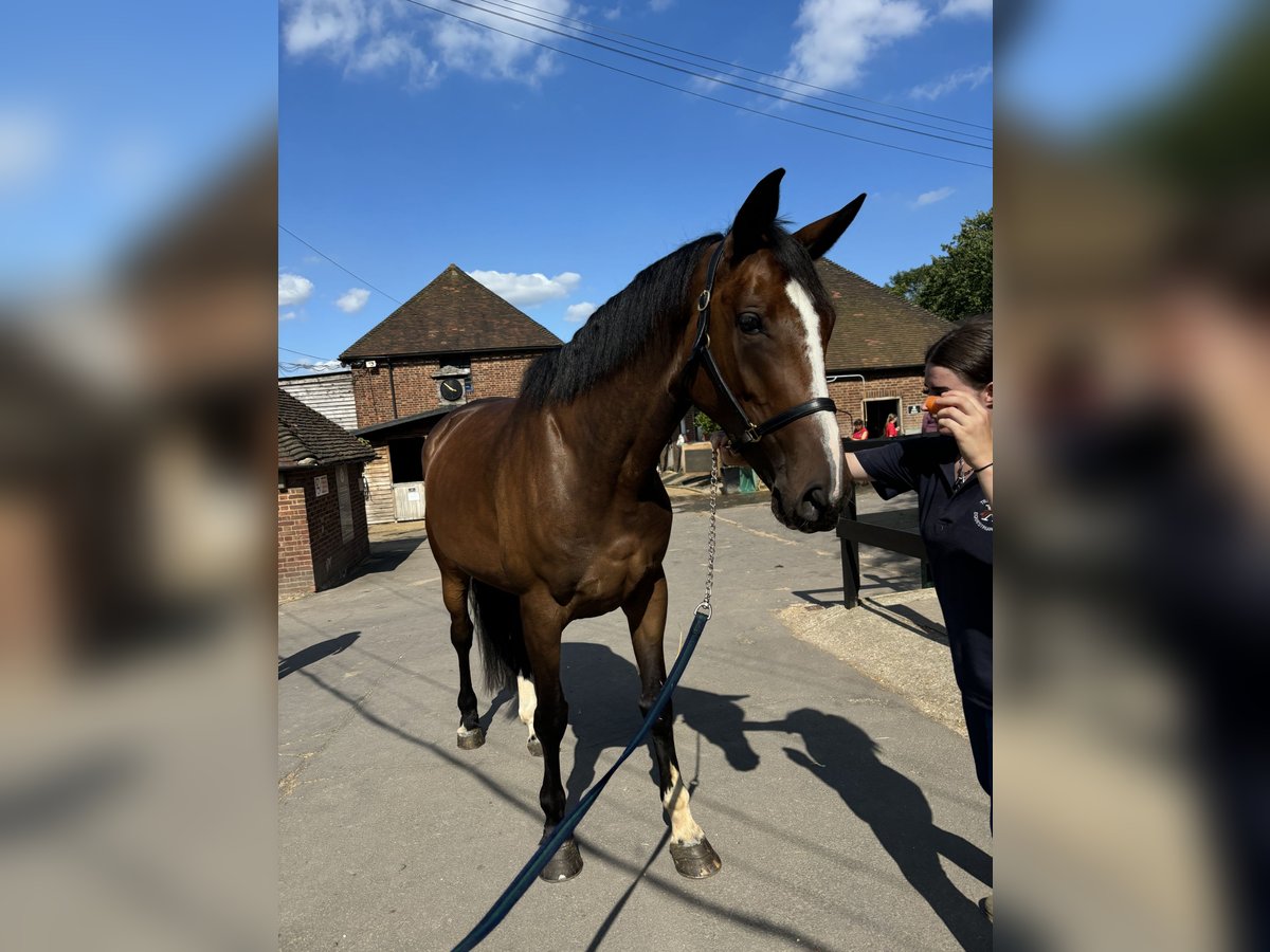 Cavallo sportivo irlandese Giumenta 6 Anni 165 cm Baio ciliegia in London