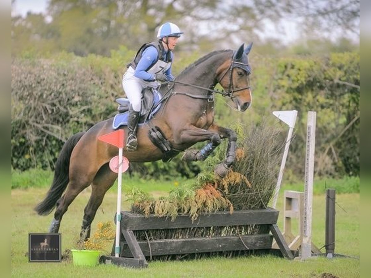 Cavallo sportivo irlandese Giumenta 6 Anni 168 cm Baio ciliegia in Dublin