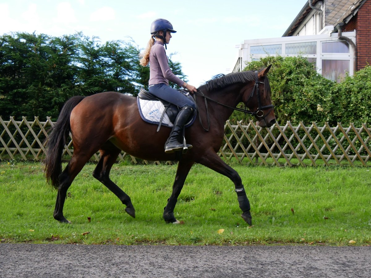 Cavallo sportivo irlandese Giumenta 7 Anni 155 cm in Dorsten