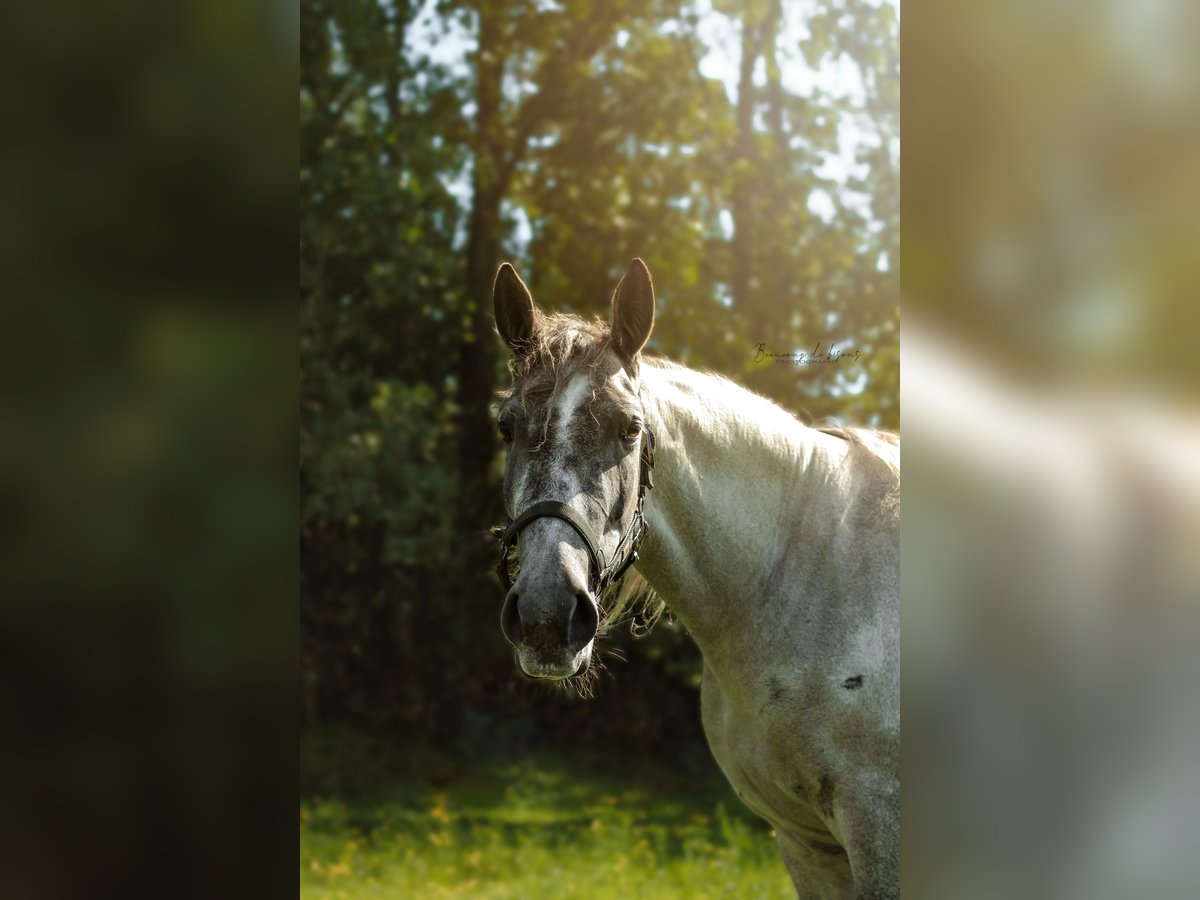 Cavallo sportivo irlandese Mix Giumenta 7 Anni 162 cm Baio roano in Hass