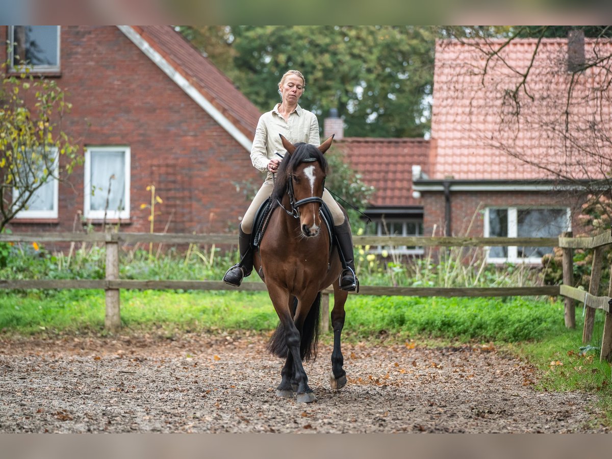 Cavallo sportivo irlandese Giumenta 8 Anni 158 cm Baio in Edewecht