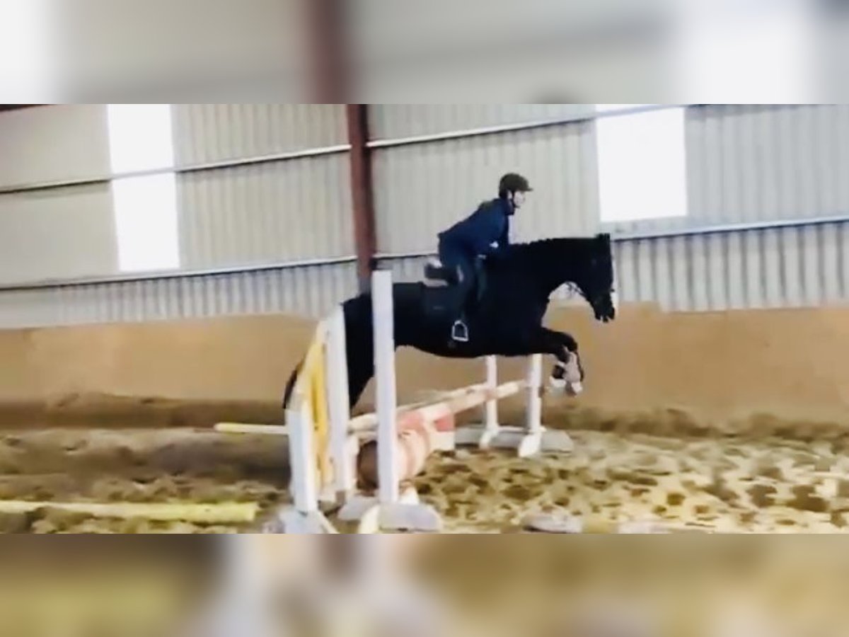 Cavallo sportivo irlandese Giumenta 8 Anni 162 cm Baio in Sligo