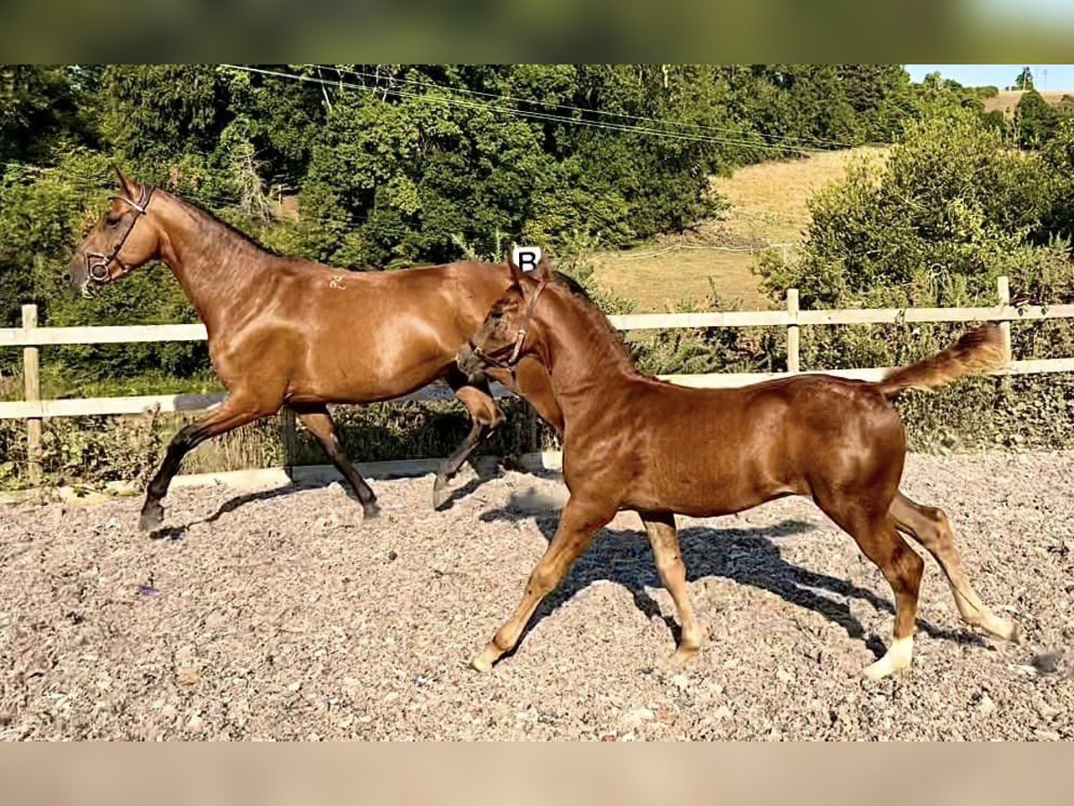 Cavallo sportivo irlandese Giumenta 8 Anni 163 cm Baio ciliegia in Devon, UK