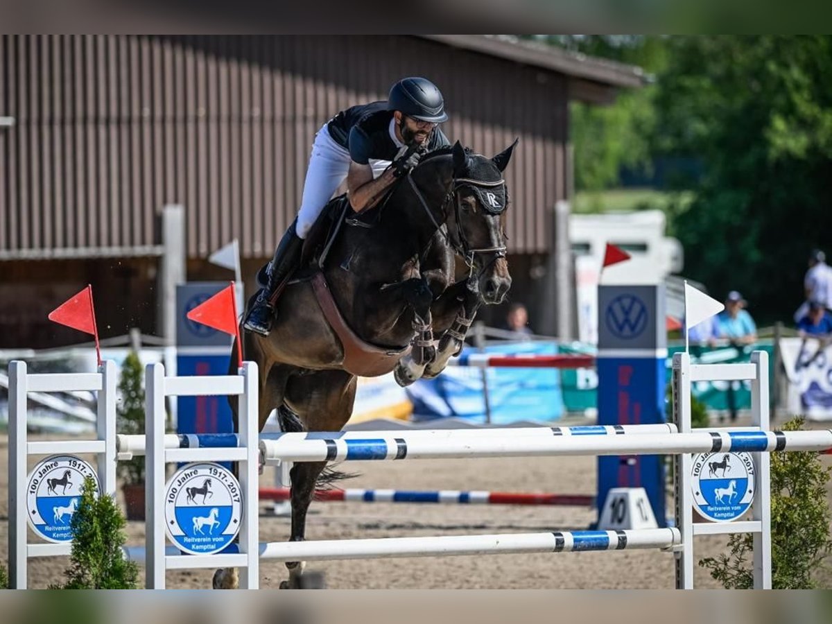 Cavallo sportivo irlandese Giumenta 8 Anni Baio scuro in Dielsdorf