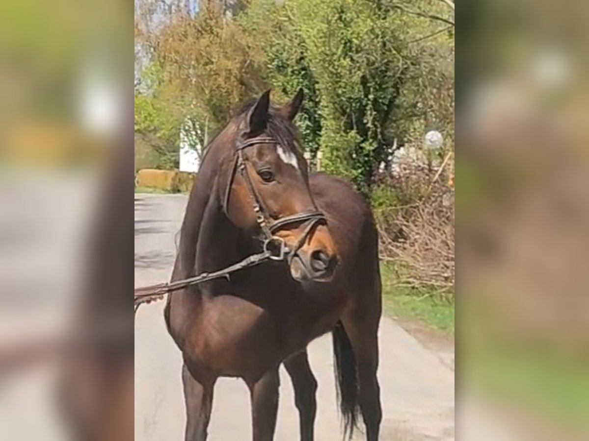 Cavallo sportivo irlandese Giumenta 9 Anni 164 cm Baio in Lage Cavallo sportivo irlandese Giumenta 9 Anni 164 cm Baio in Lage