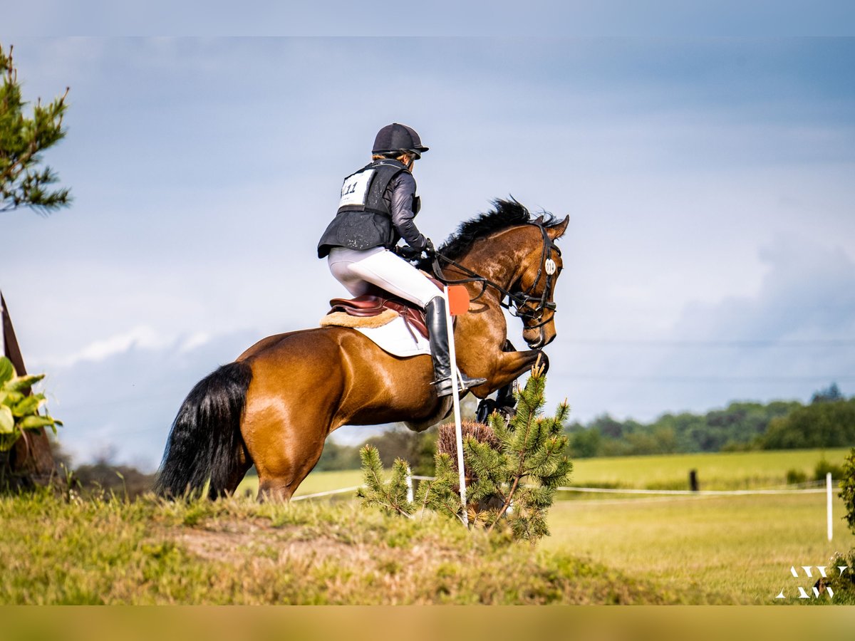 Cavallo sportivo irlandese Giumenta 9 Anni 167 cm in Salzhausen