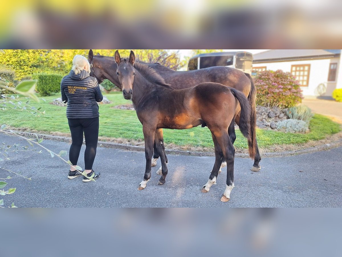 Cavallo sportivo irlandese Stallone 1 Anno 170 cm Baio ciliegia in Clarecastle, Co. Clare