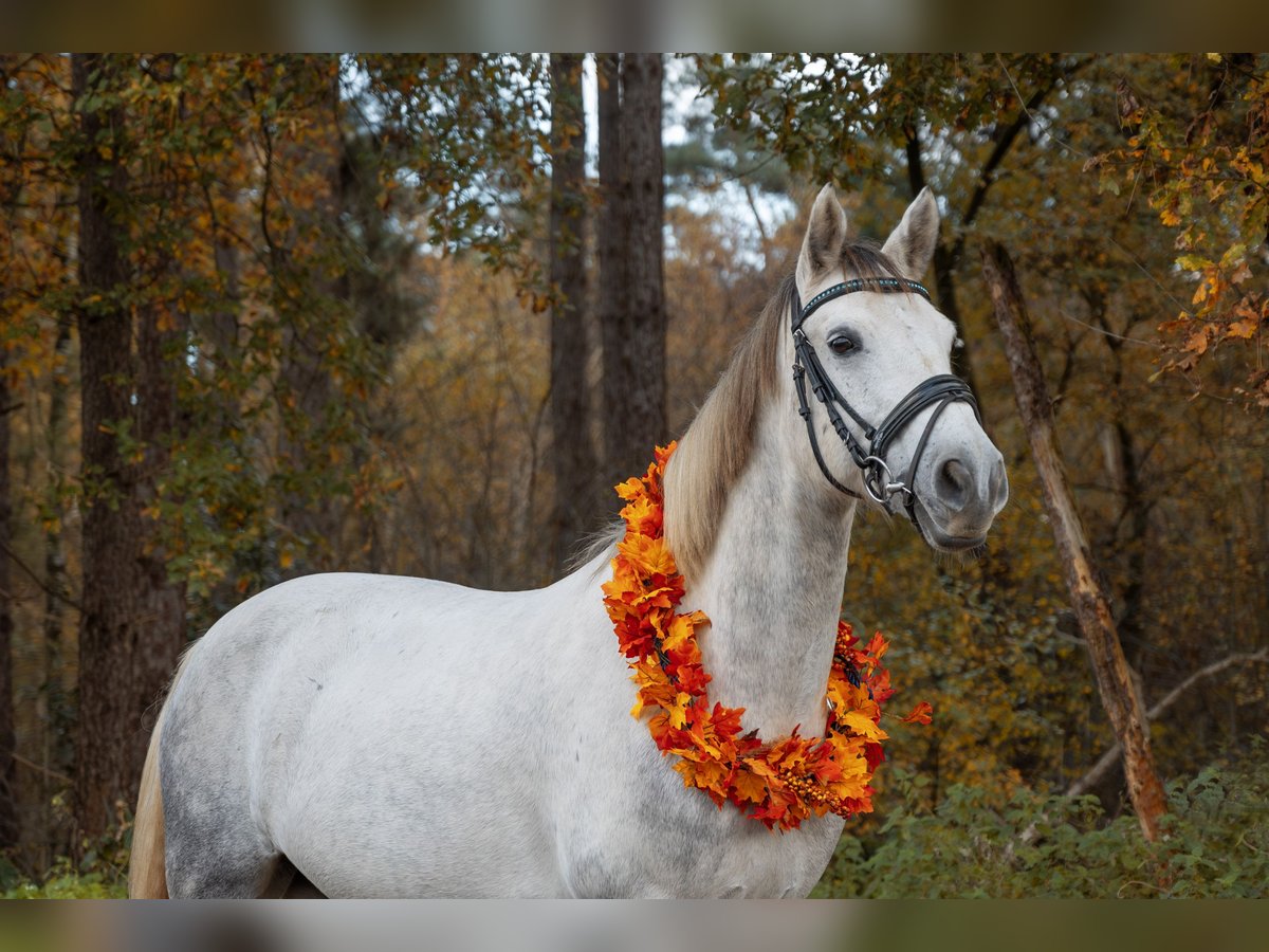 Cavallo sportivo irlandese Stallone 8 Anni 153 cm Grigio pezzato in Straelen