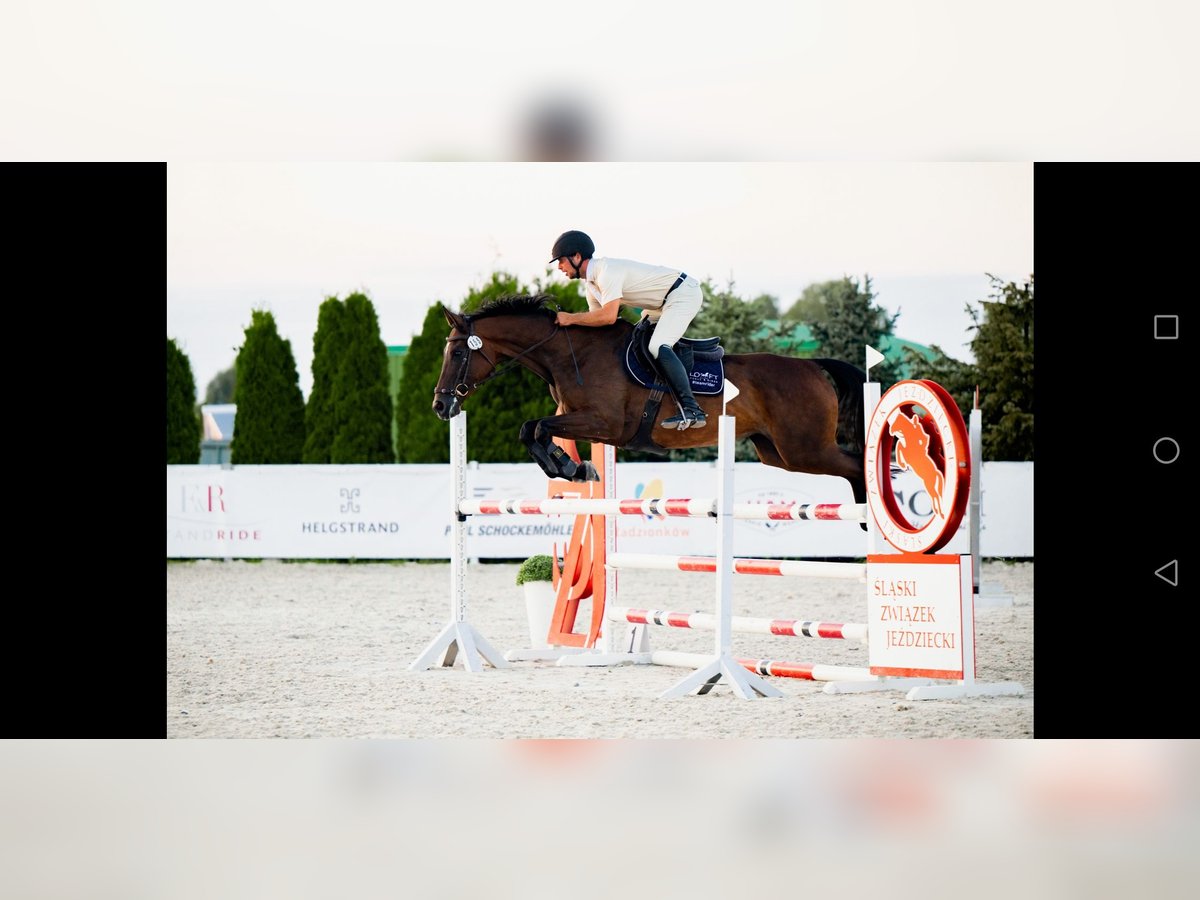 Cavallo sportivo polacco Giumenta 10 Anni 164 cm Baio scuro in Prudnik