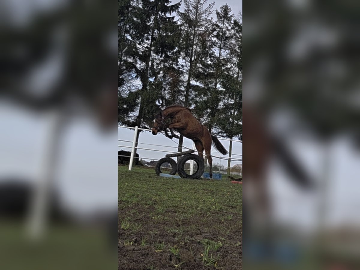 Cavallo sportivo polacco Giumenta 1 Anno 166 cm Baio in Gryfino