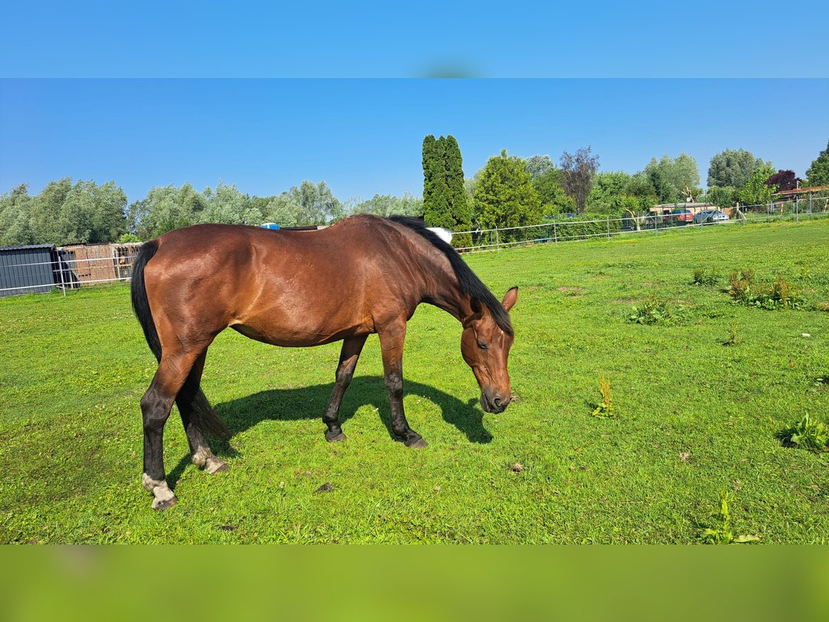 Cavallo sportivo polacco Giumenta 24 Anni 165 cm in Prenzlau Cavallo sportivo polacco Giumenta 24 Anni 165 cm in Prenzlau