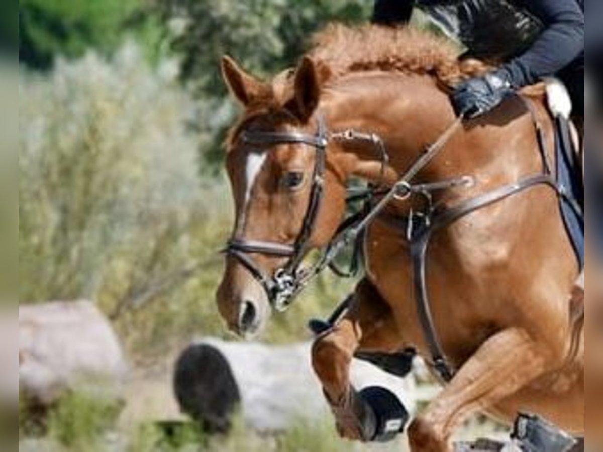 Cavallo sportivo polacco Giumenta 6 Anni 163 cm Sauro in Go&#x15B;cimiec