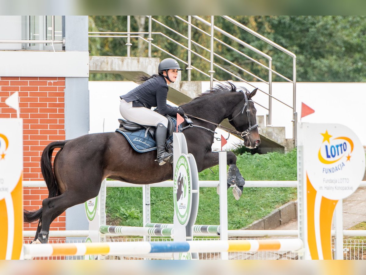 Cavallo sportivo polacco Giumenta 6 Anni 165 cm Morello in Lasocin