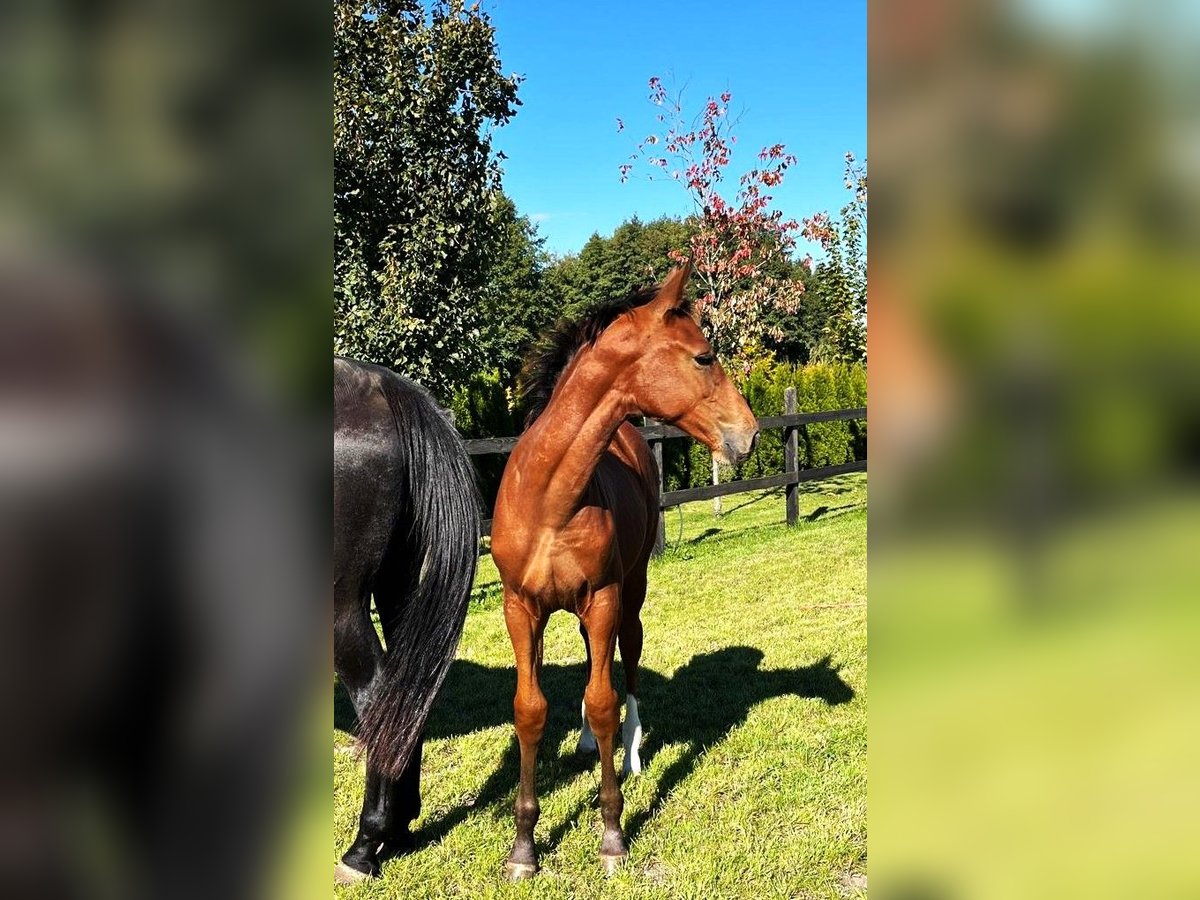 Cavallo sportivo polacco Giumenta Puledri (06/2025) in Serock