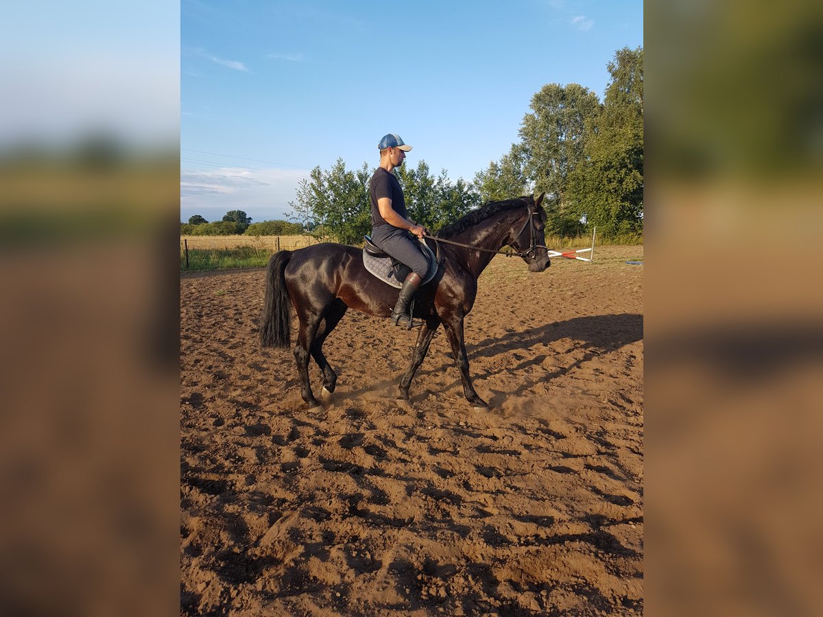 Cavallo sportivo polacco Stallone 5 Anni 166 cm Baio scuro in Brze&#x17A;no