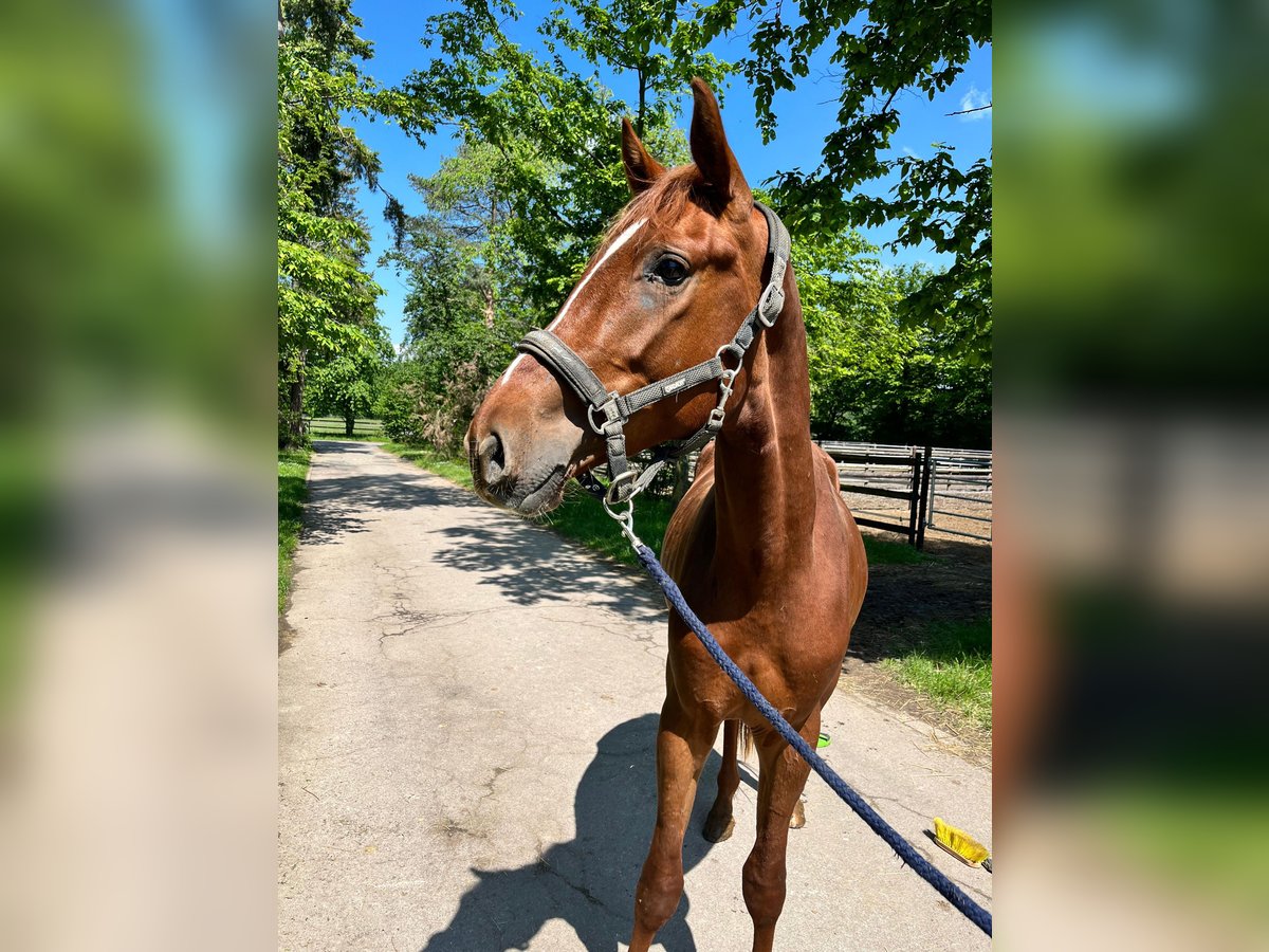 Cavallo da sella tedesco Stallone 3 Anni 170 cm Sauro in Vettweiß