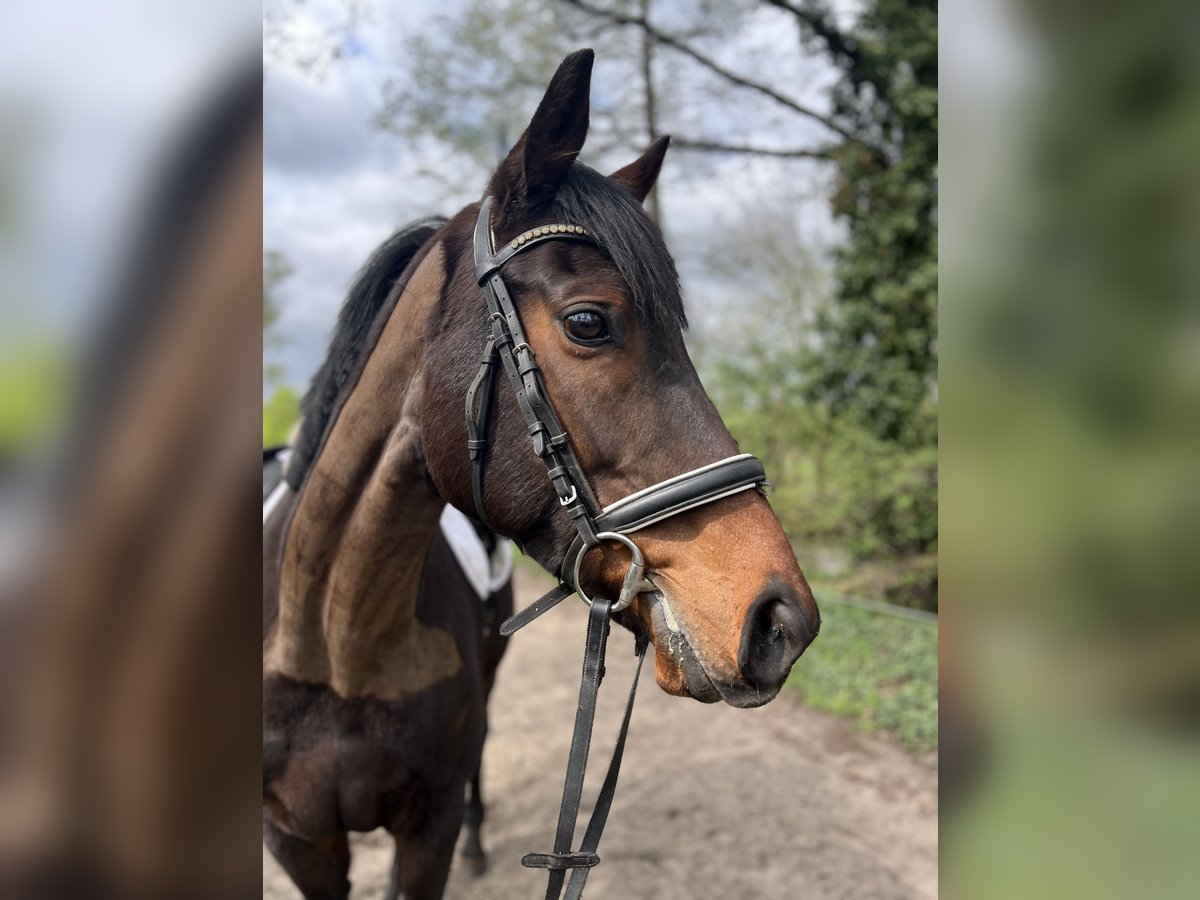 Cavallo sportivo irlandese Castrone 6 Anni 168 cm Baio in BerlinBerlin