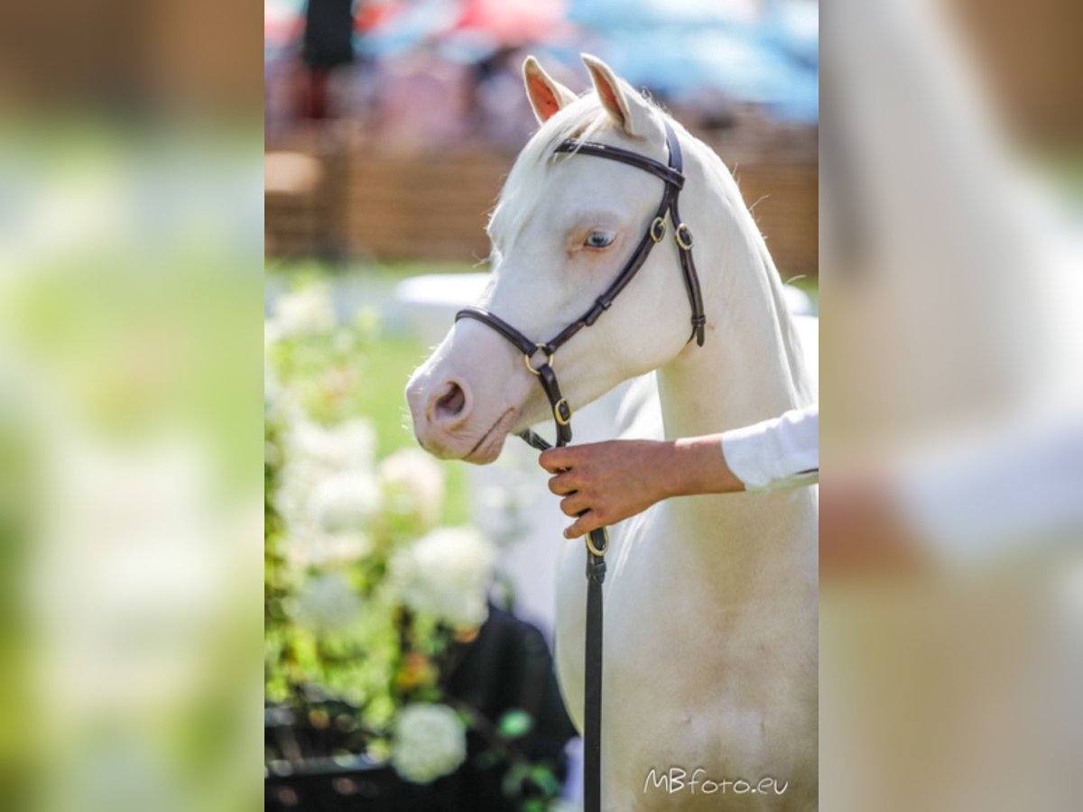 Welsh B Mare 7 years 12.1 hh Cremello in Zoelen
