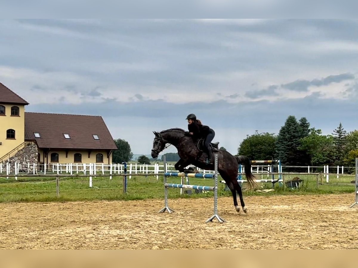 Polish Halfbred Mix Gelding 5 years 16,1 hh Gray-Dark-Tan in Santok