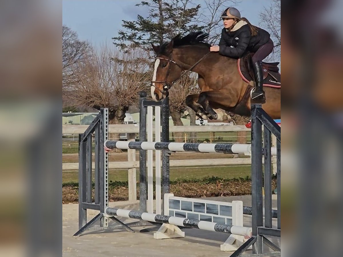 Selle Français Mare 8 years 16 hh Brown in Granges les beaumont