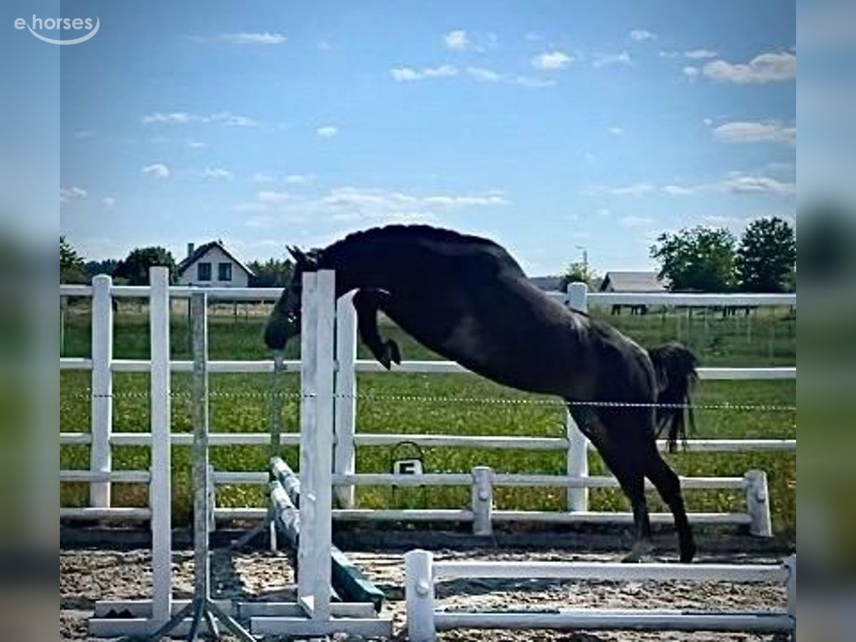 2セット【SHY】3rd+REGENERATION/Live in Europe Zangersheider Gelding 3 years Grey in Brzyków