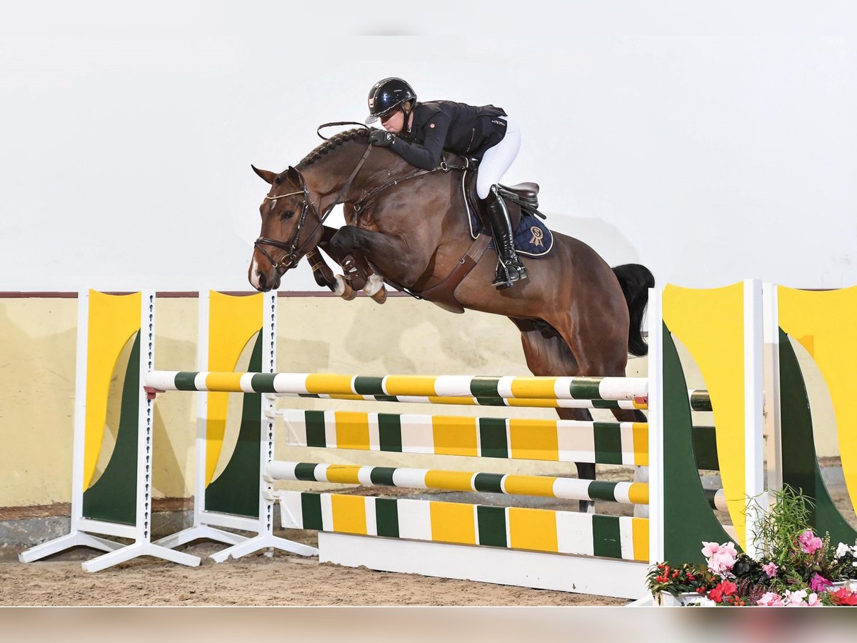 CHACCOTHAGE BLUE PS Oldenburg-International (OS) Stallion in Steinfeld (Oldenburg) CHACCOTHAGE BLUE PS Oldenburg-International (OS) Stallion in Steinfeld (Oldenburg)