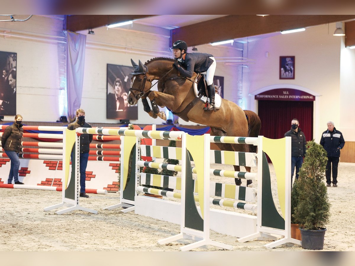 CHACFLY PS Hannover Stallone Sauro in Steinfeld (Oldenburg)