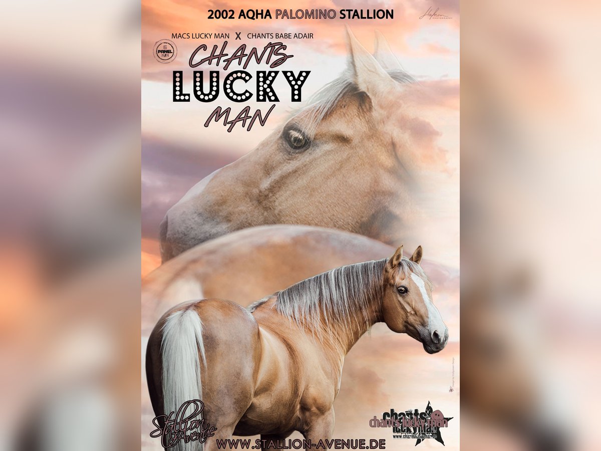 CHANTS LUCKY MAN American Quarter Horse Stallion Palomino in Waldshut-Tiengen