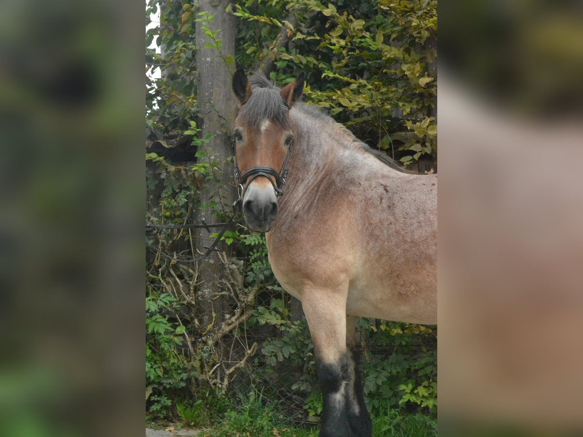 Cheval à sang froid Thuringe Hongre 18 Ans 160 cm Rouan Rouge in Würzburg