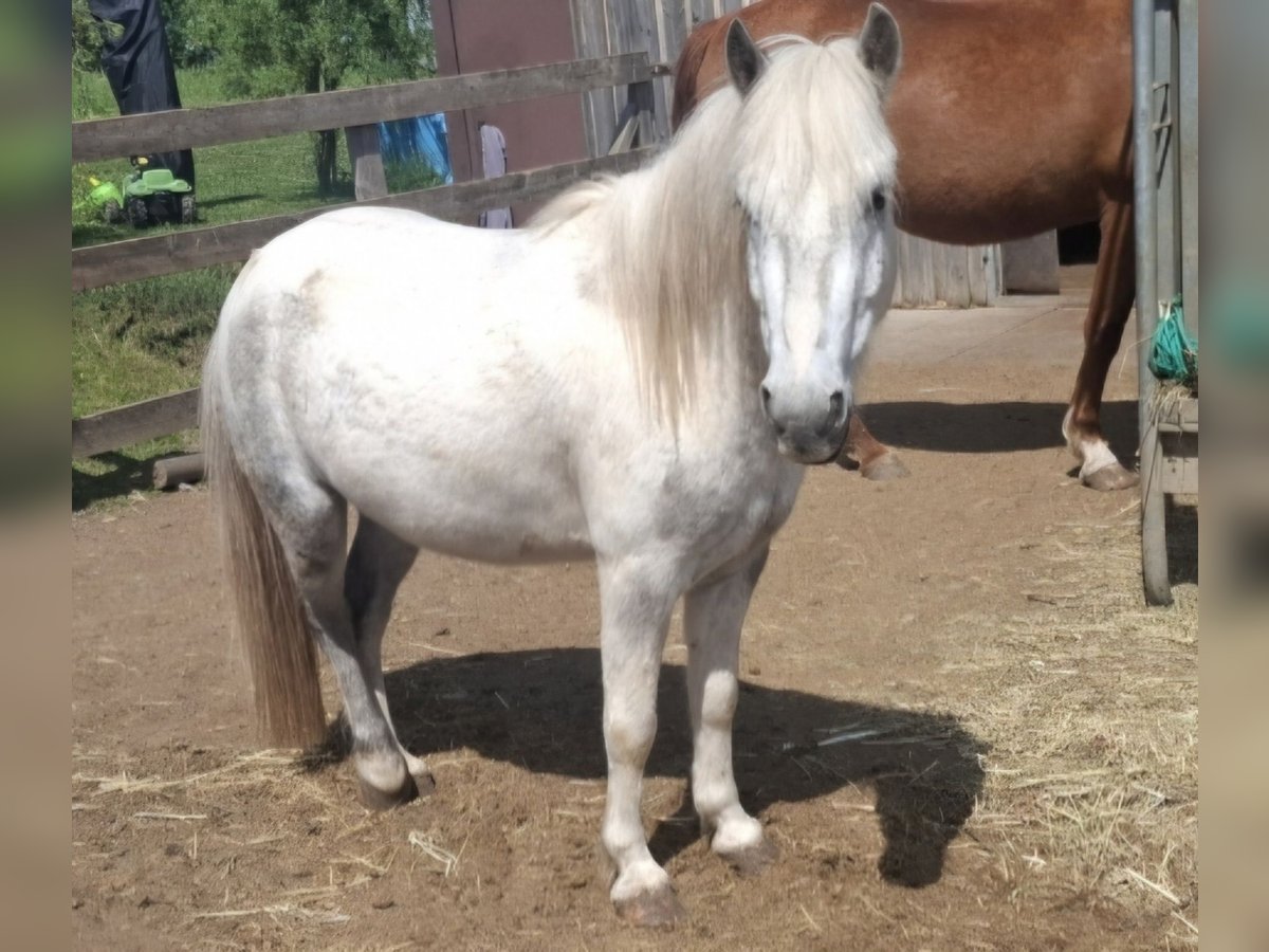 Cheval Beberbeck Hongre 5 Ans 115 cm Pinto in Bernhardsthal