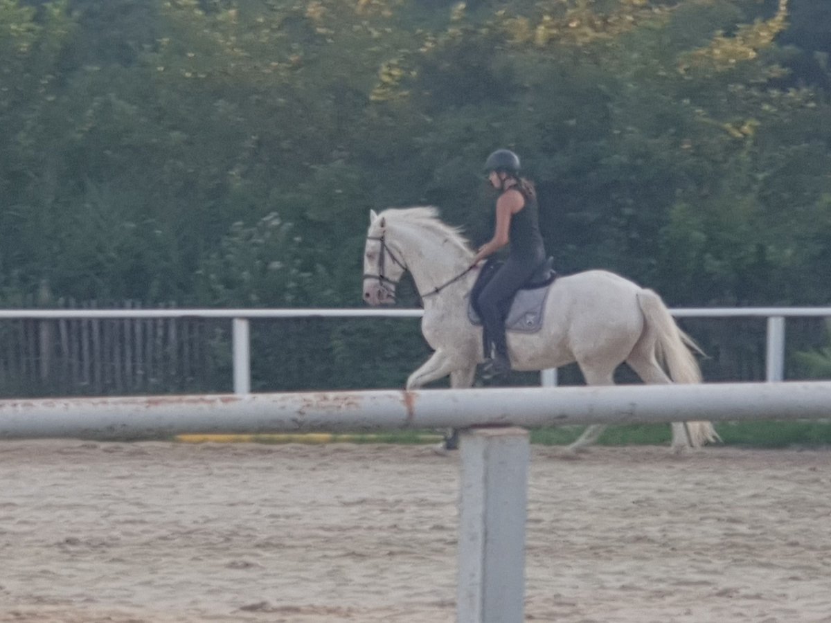 Cheval crème Hongre 15 Ans 162 cm Cremello in Jonquerettes