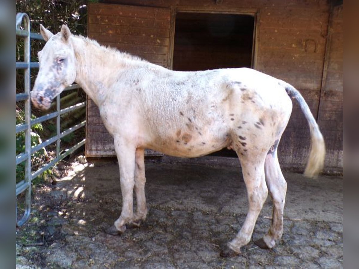 Cheval Curly Étalon 3 Ans 146 cm Léopard in Arnbruck