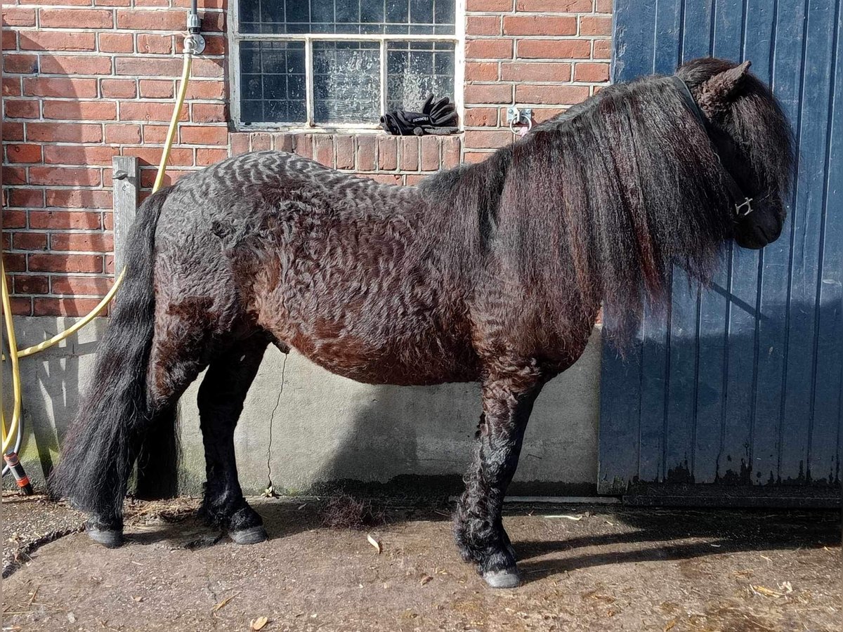 Cheval Curly Étalon 8 Ans 109 cm Noir in GAAS