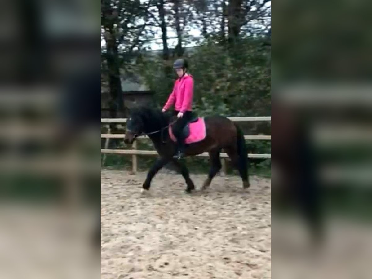 Cheval Curly Croisé Hongre 5 Ans 138 cm Bai in ruinen