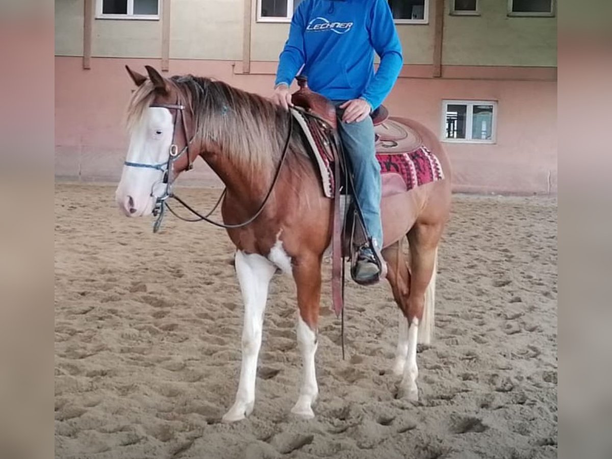 Cheval Curly Hongre 5 Ans 150 cm Pinto in Pfunds Cheval Curly Hongre 5 Ans 150 cm Pinto in Pfunds