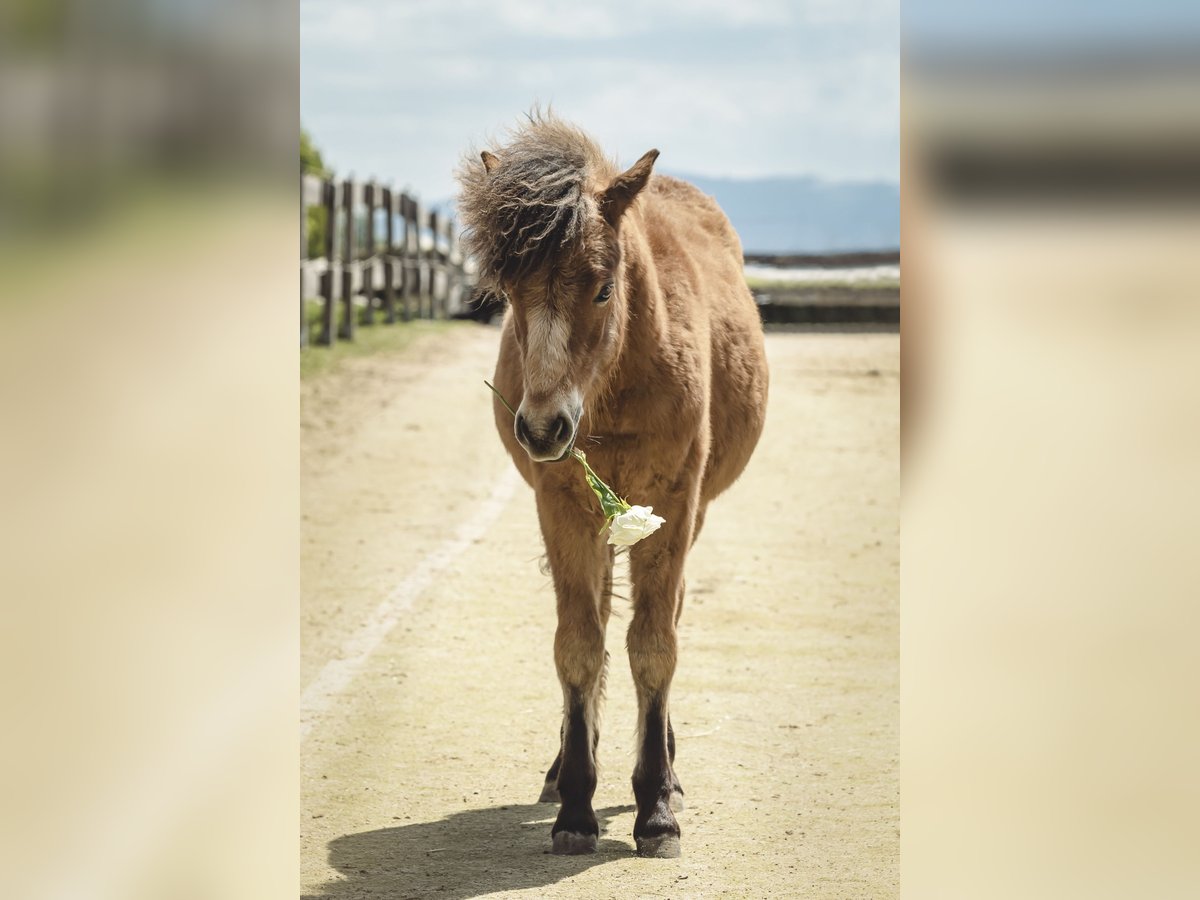 Cheval Curly Croisé Hongre 6 Ans 118 cm Bai cerise in Elterlein