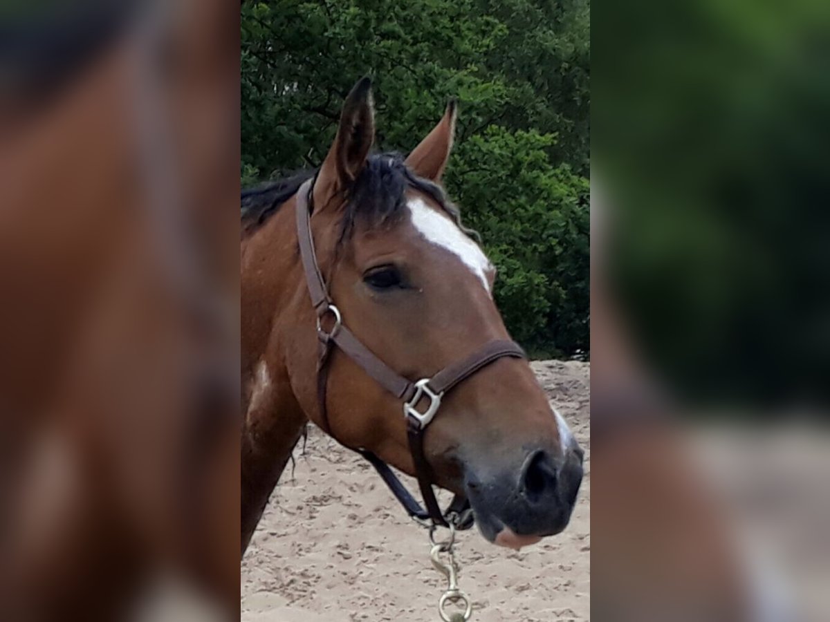 Cheval Curly Jument 14 Ans 157 cm Tobiano-toutes couleurs in Borstel