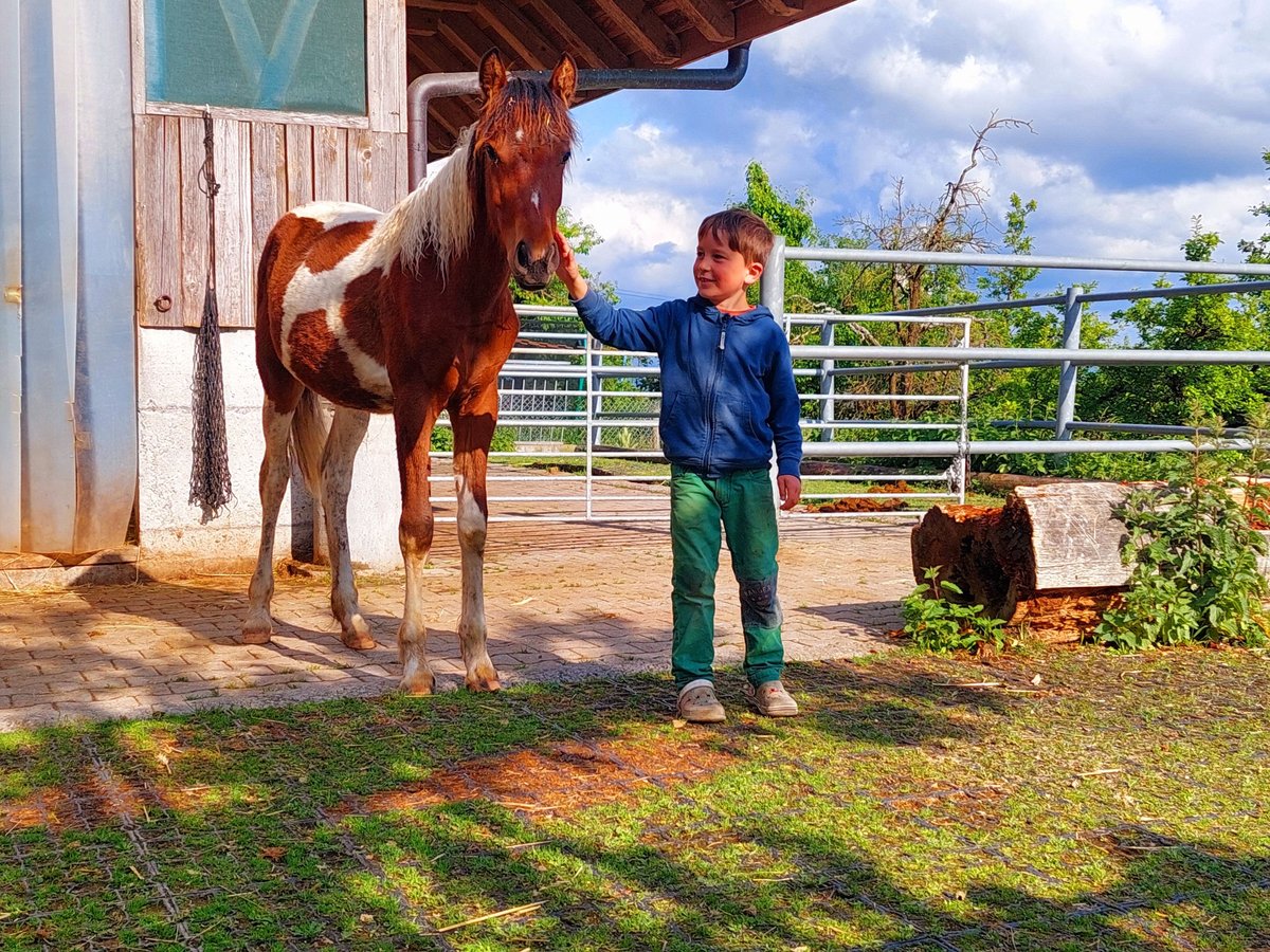 Cheval Curly Jument 1 Année Pinto in Innerberg