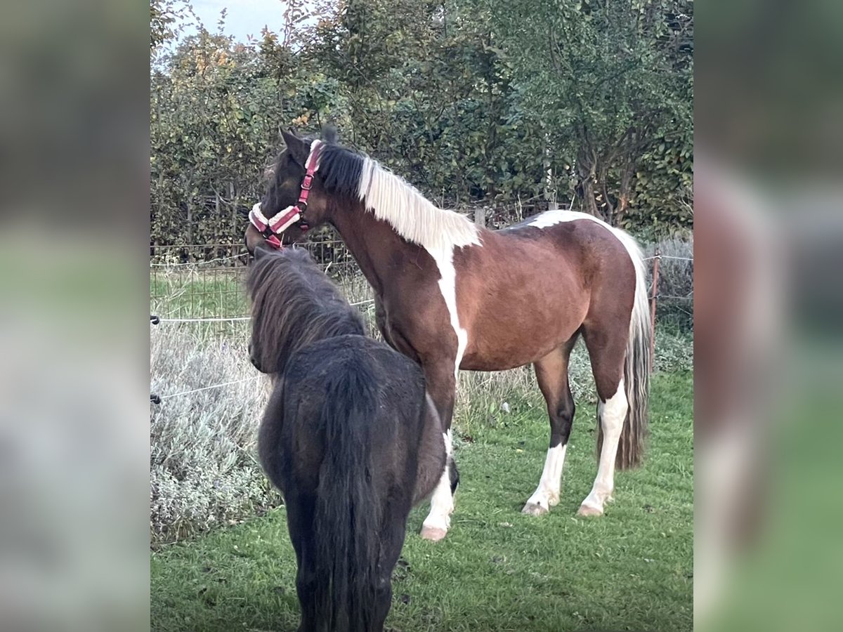 Cheval Curly Jument 3 Ans 128 cm Tobiano-toutes couleurs in Rambow