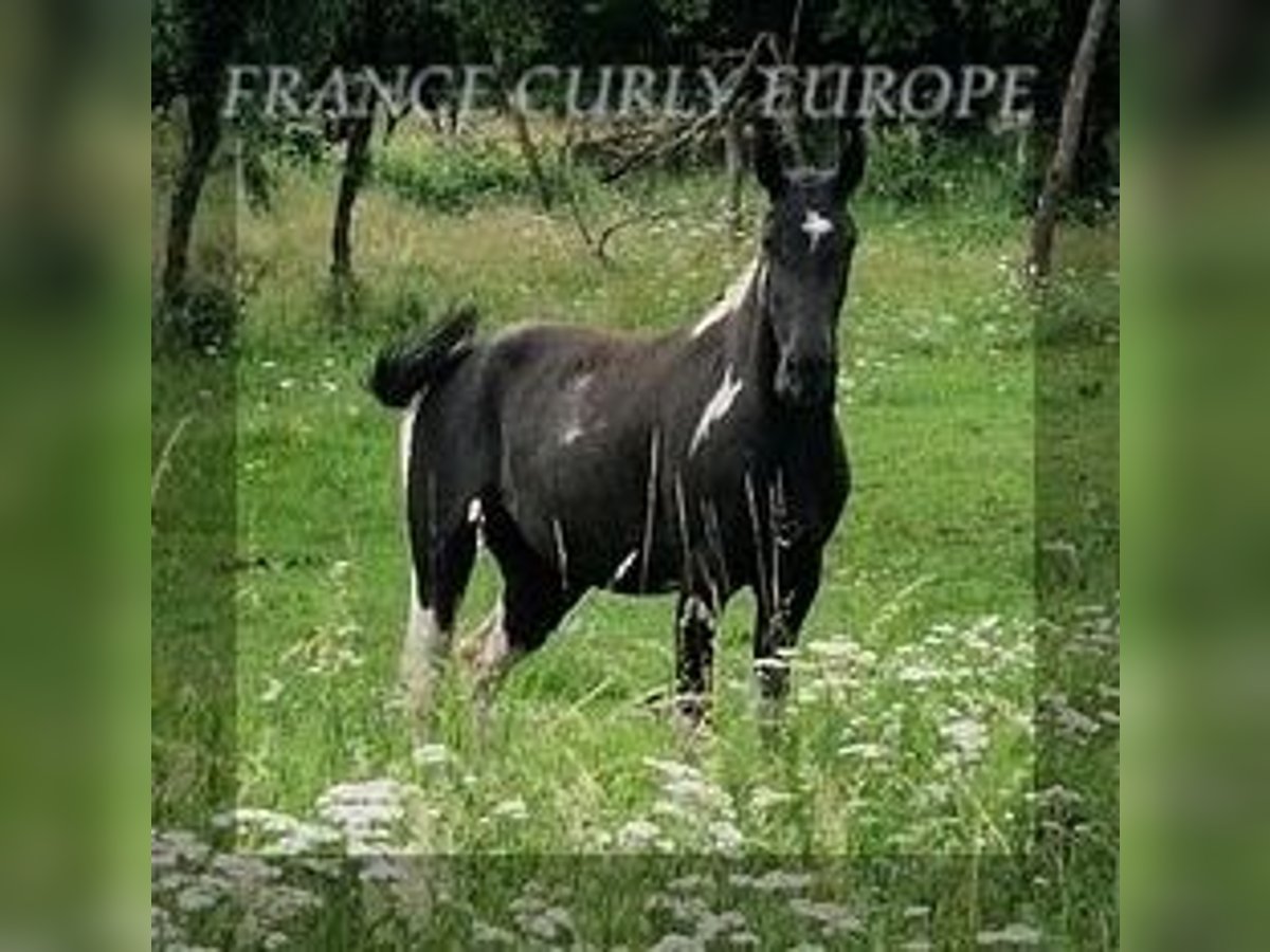 Cheval Curly Jument 4 Ans 149 cm Noir in FRANCE