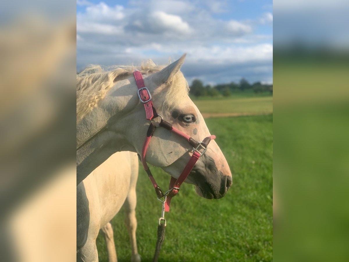 Cheval Curly Croisé Jument 5 Ans 147 cm Pinto in Aichtal