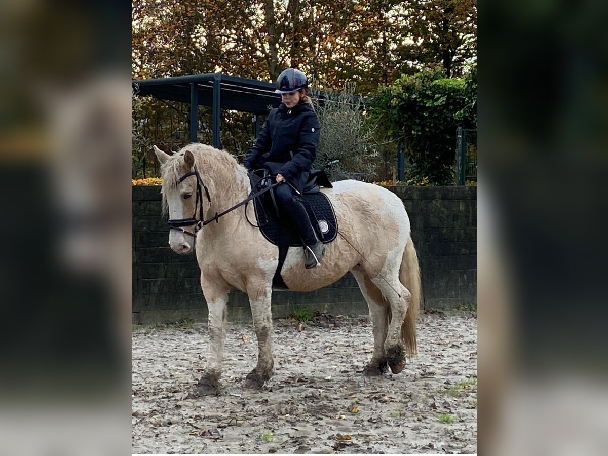 Cheval Curly Jument 6 Ans 150 cm Overo-toutes couleurs in Beemte Broekland