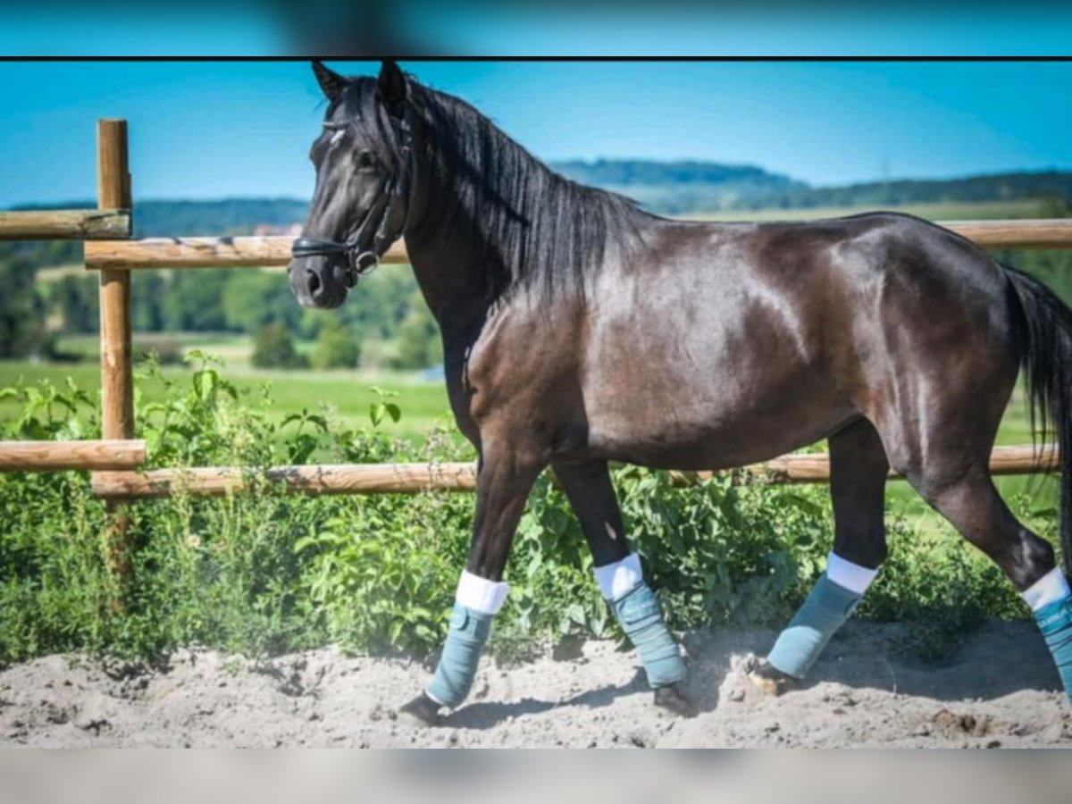 Cheval de Montagne Bosniaque Jument 6 Ans 140 cm Noir in Waiblingen